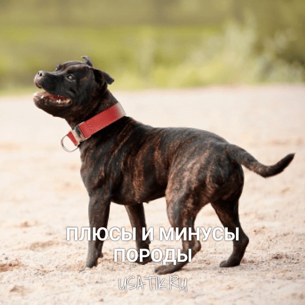 Плюсы и минусы стаффордширских бультерьеров