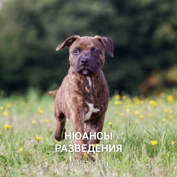 Разведение стаффордширских бультерьеров