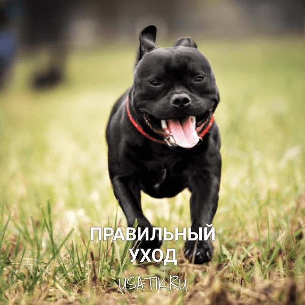 Уход за стаффордширскими бультерьерами