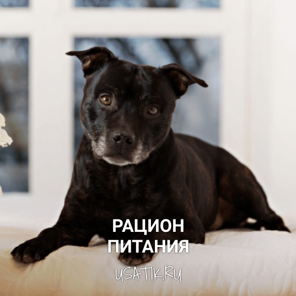 Рацион питания стаффордширских бультерьеров