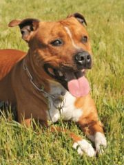 Стаффордширский бультерьер