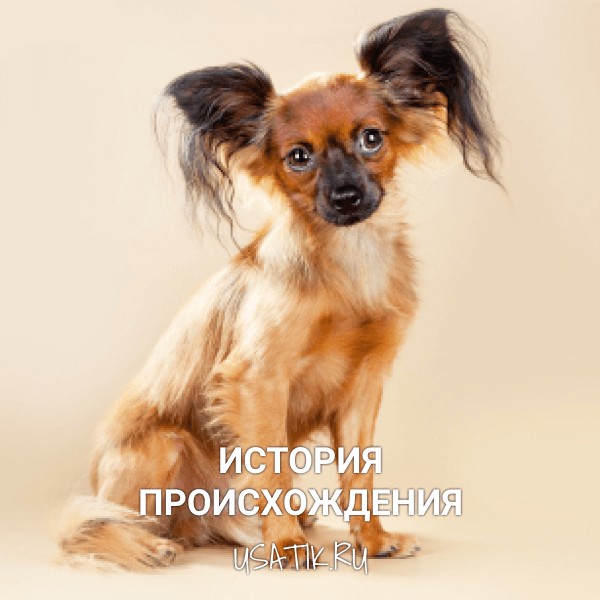 История происхождения той-терьеров