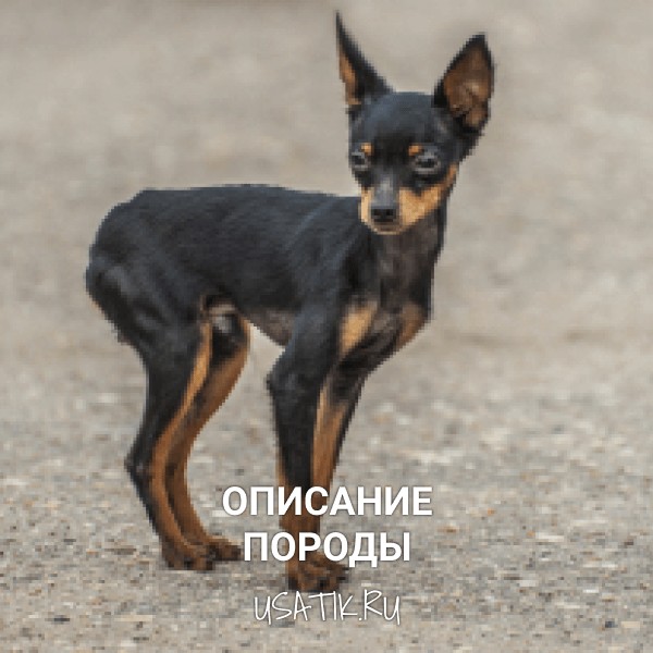 Той-терьер - описание породы