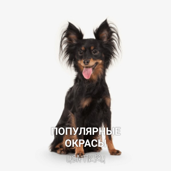 Популярные окрасы той-терьеров
