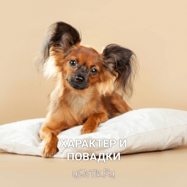 Характер и повадки той-терьеров