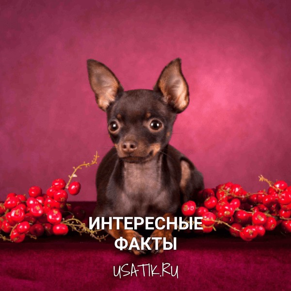 Интересные факты о той-терьерах