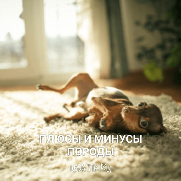 Плюсы и минусы той-терьеров