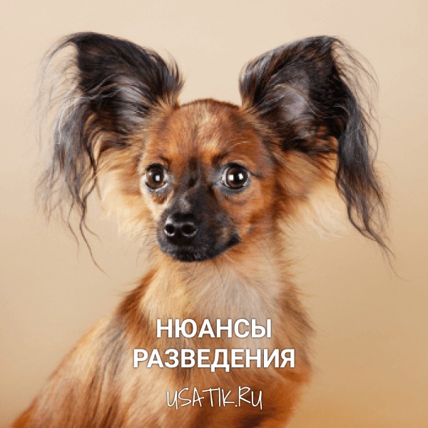 Разведение той-терьеров