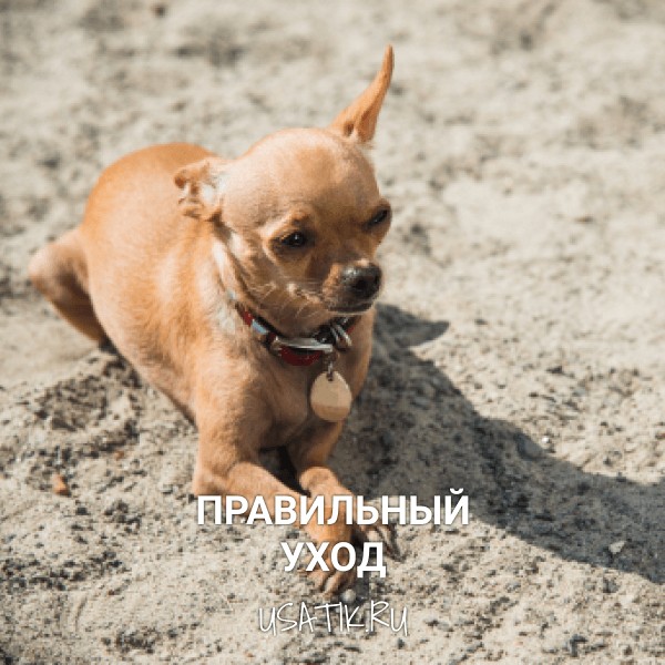 Уход за той-терьерами