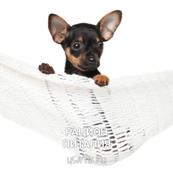 Рацион питания той-терьеров