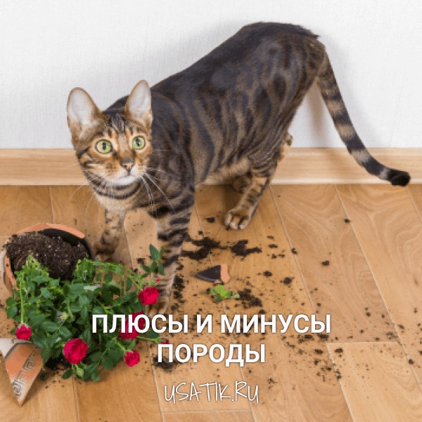 Плюсы и минусы тойгеров