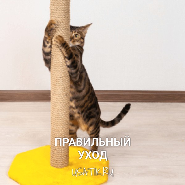 Уход за тойгерами