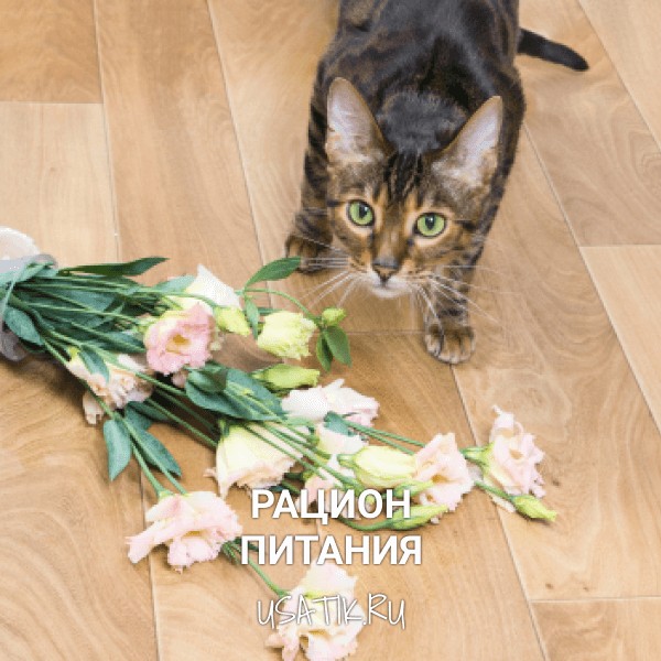 Рацион питания тойгеров