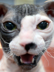 Украинский левкой