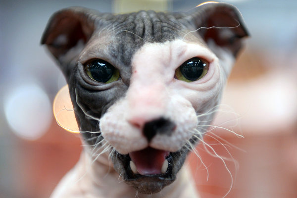 Украинский левкой