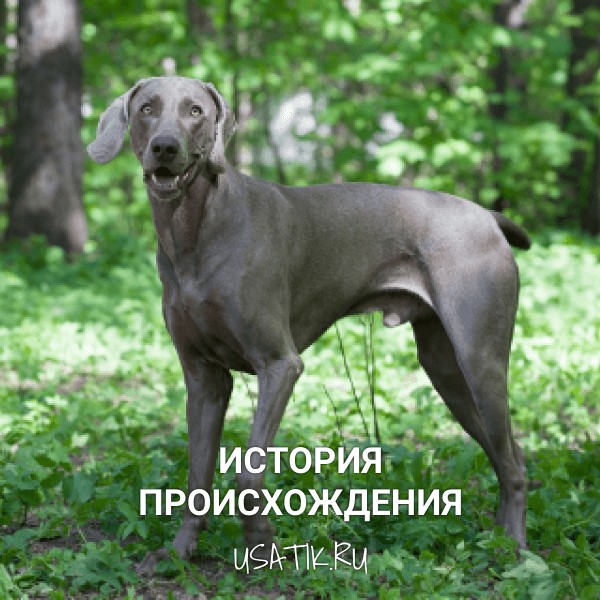 История происхождения веймаранеров