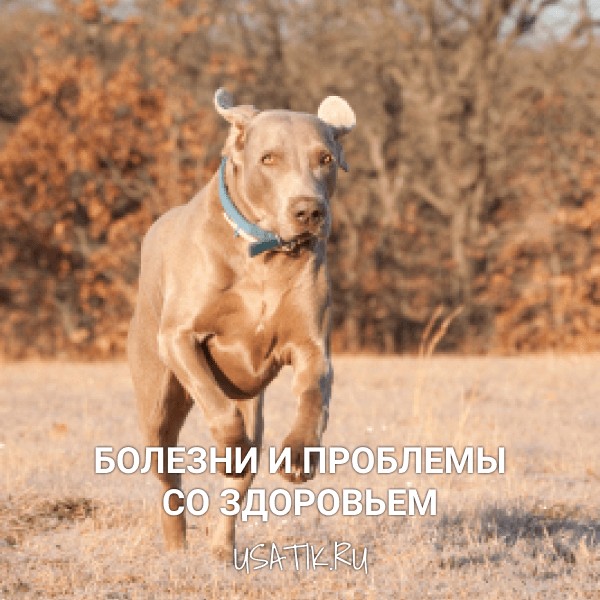 Болезни и проблемы со здоровьем