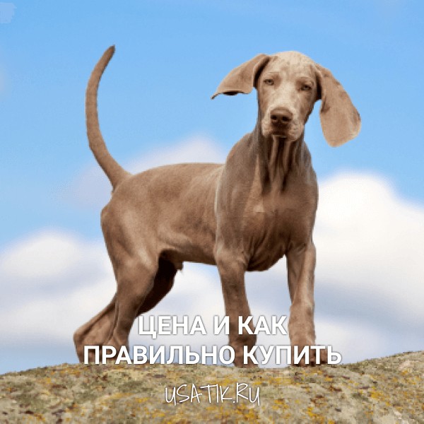 Веймаранер - цена и как правильно купить