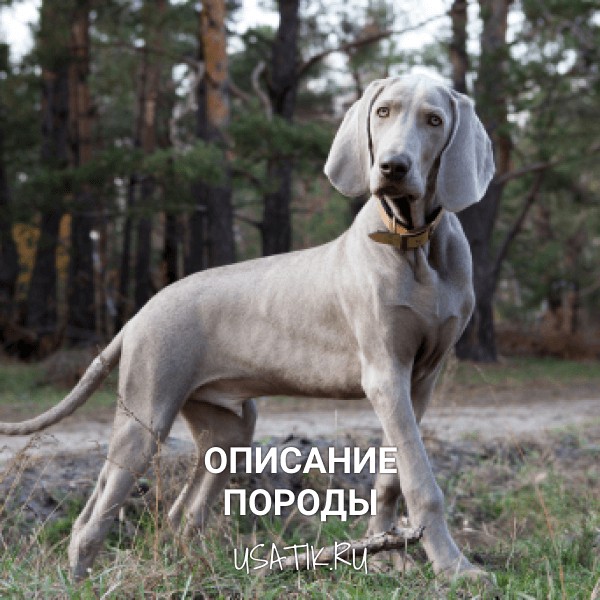 Веймаранер - описание породы