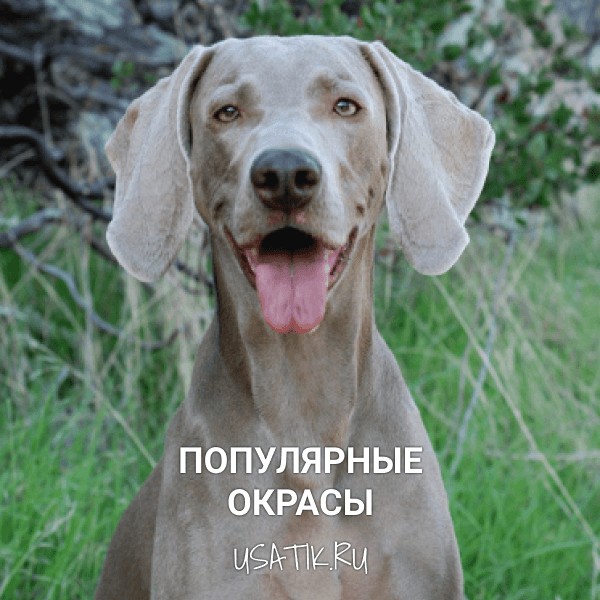 Популярные окрасы веймаранеров