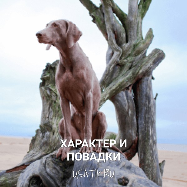 Характер и повадки веймаранеров