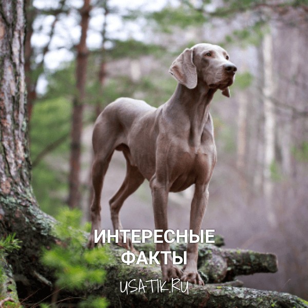 Интересные факты о веймаранерах