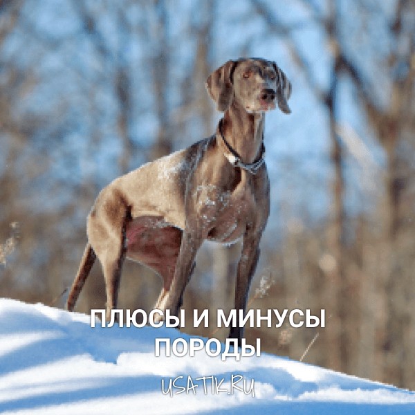 Плюсы и минусы веймаранеров