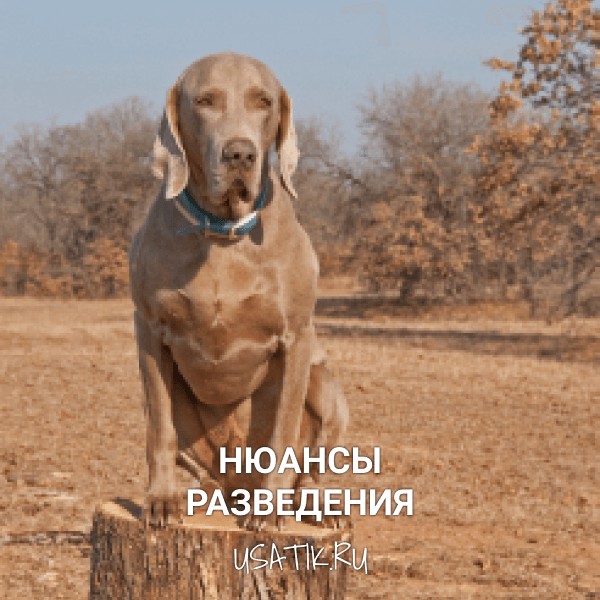 Разведение веймаранеров