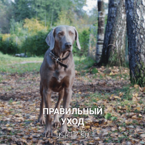 Уход за веймаранерами