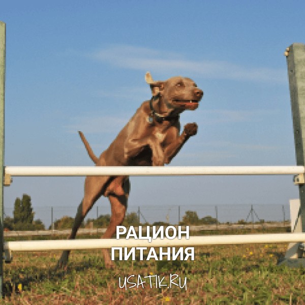 Рацион питания веймаранеров