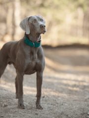 Веймаранер