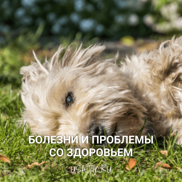 Болезни и проблемы со здоровьем