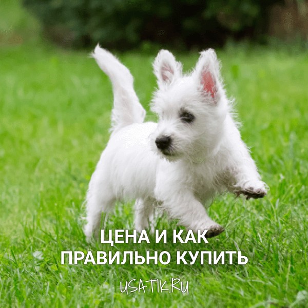 Вест-хайленд-уайт-терьер - цена и как правильно купить