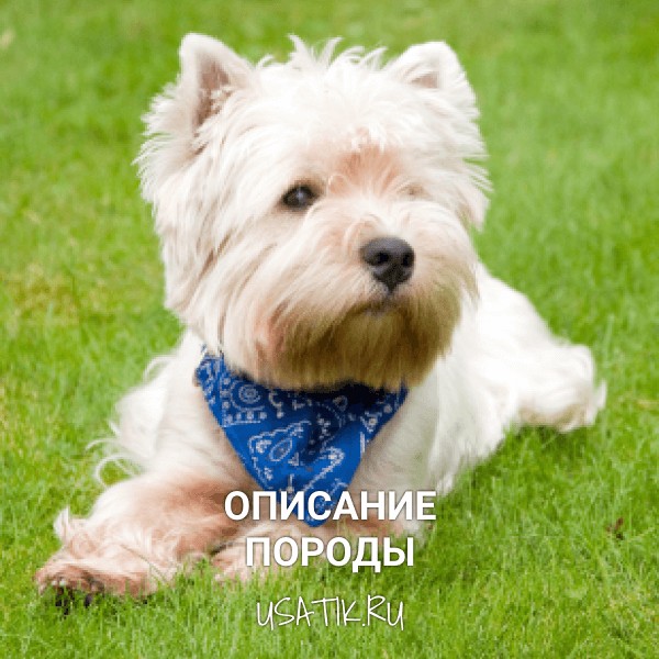 Вест-хайленд-уайт-терьер - описание породы