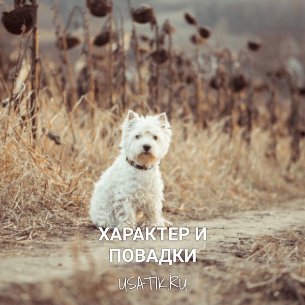 Характер и повадки вест-хайленд-уайт-терьеров
