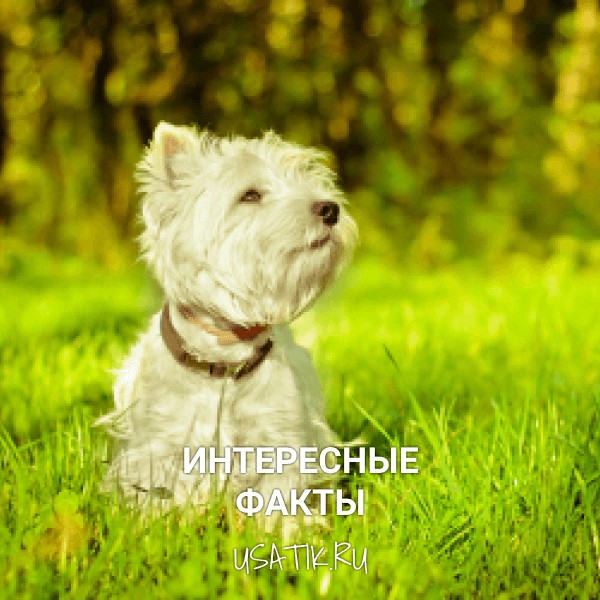Интересные факты о вест-хайленд-уайт-терьерах
