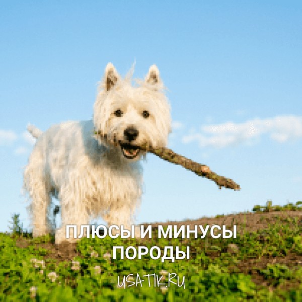 Плюсы и минусы вест-хайленд-уайт-терьеров