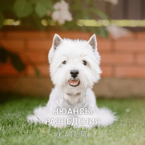 Разведение вест-хайленд-уайт-терьеров