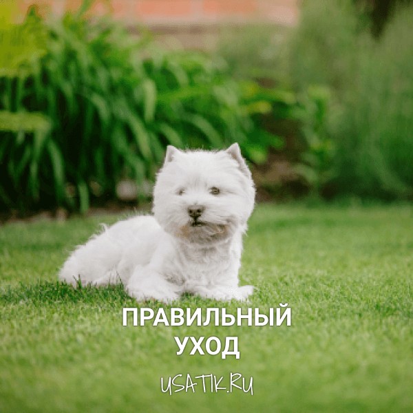 Уход за вест-хайленд-уайт-терьерами