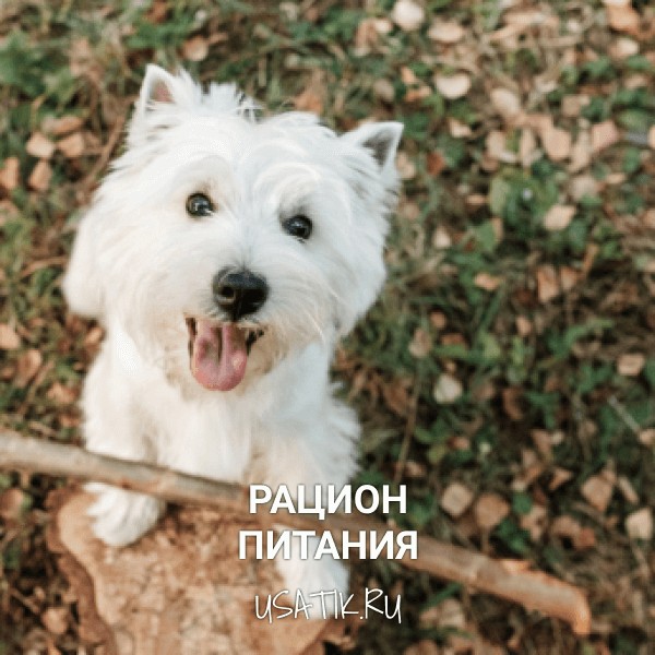 Рацион питания вест-хайленд-уайт-терьеров