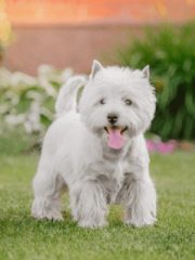 Вест-хайленд-уайт-терьер