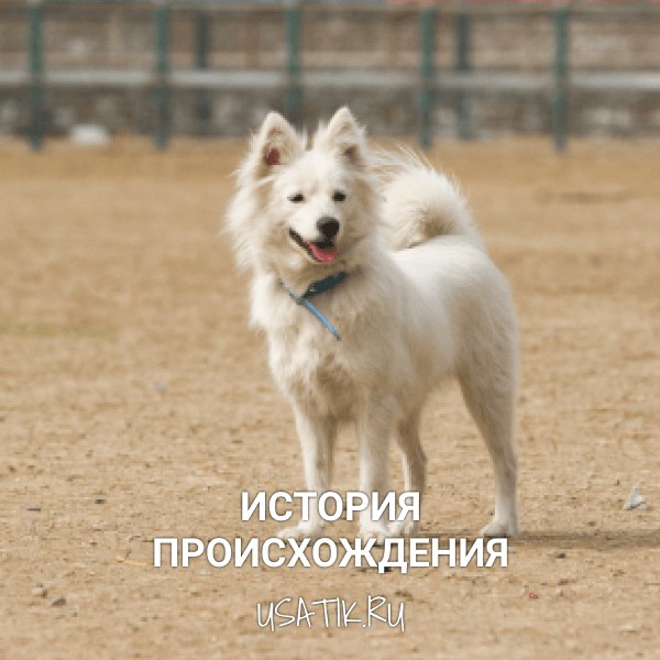 История происхождения японских шпицев