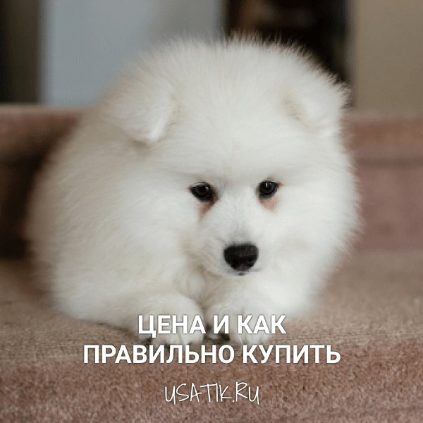 Японский шпиц - цена и как правильно купить