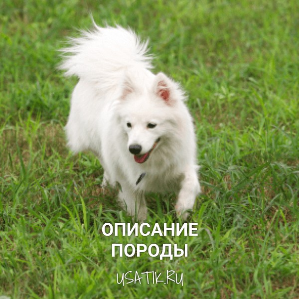Японский шпиц - описание породы
