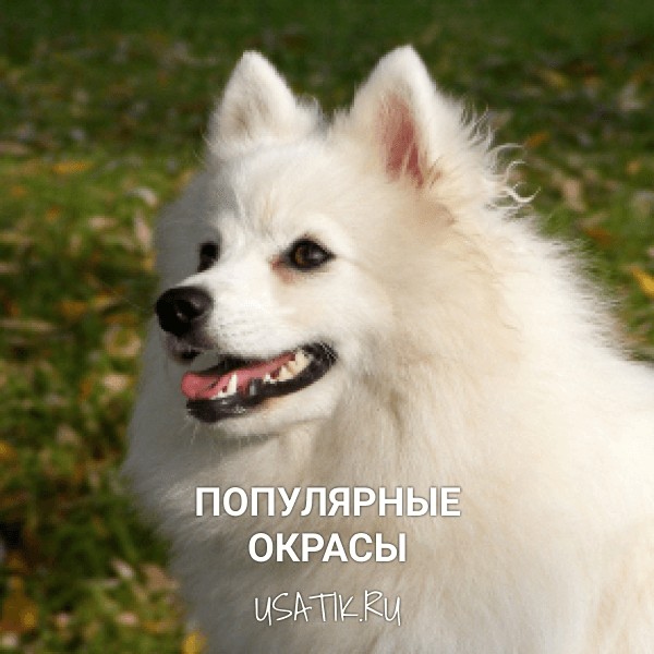 Популярные окрасы японских шпицев