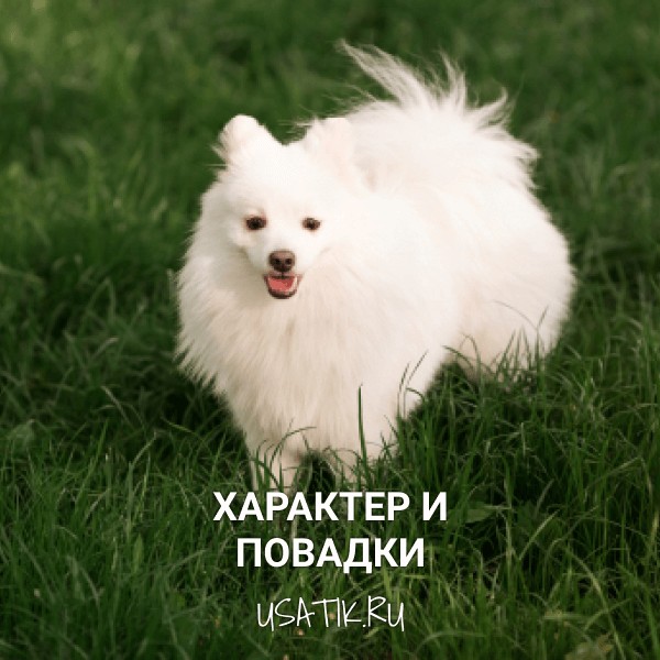 Характер и повадки японских шпицев