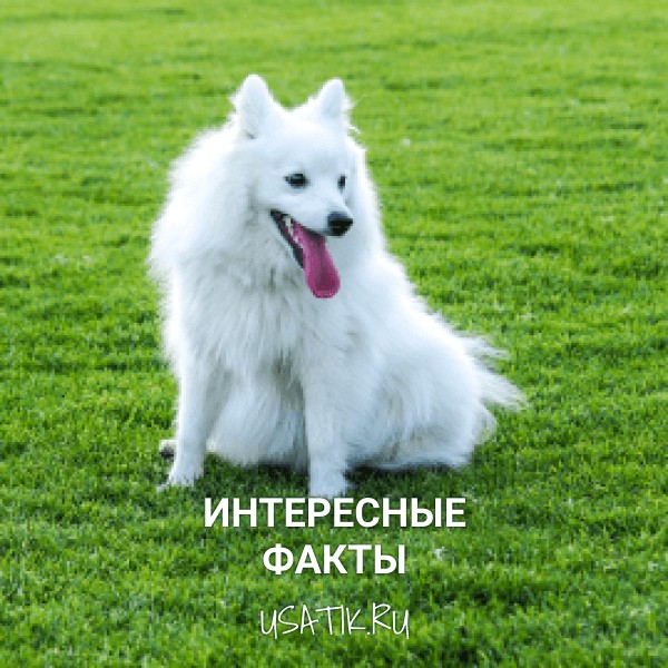 Интересные факты о японских шпицах