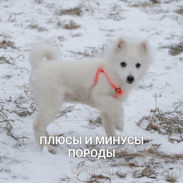 Плюсы и минусы японских шпицев