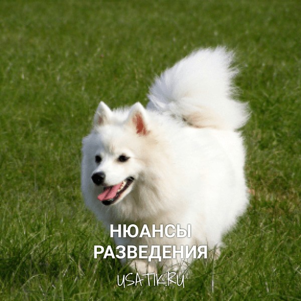 Разведение японских шпицев