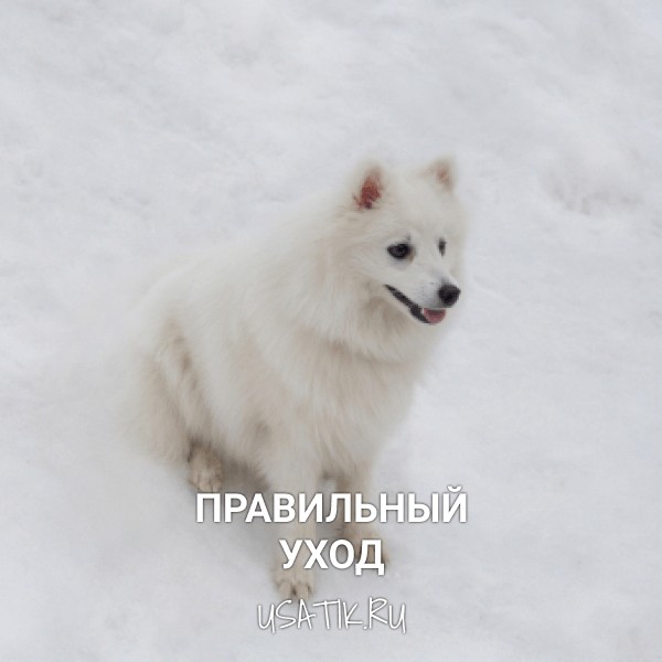 Уход за японскими шпицами